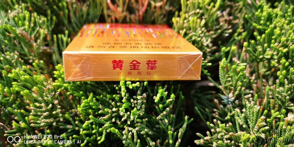 黄金叶(黄金中支)相册 94078_29808