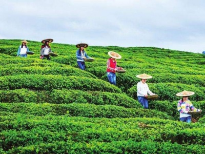 永翠白虎队相册 