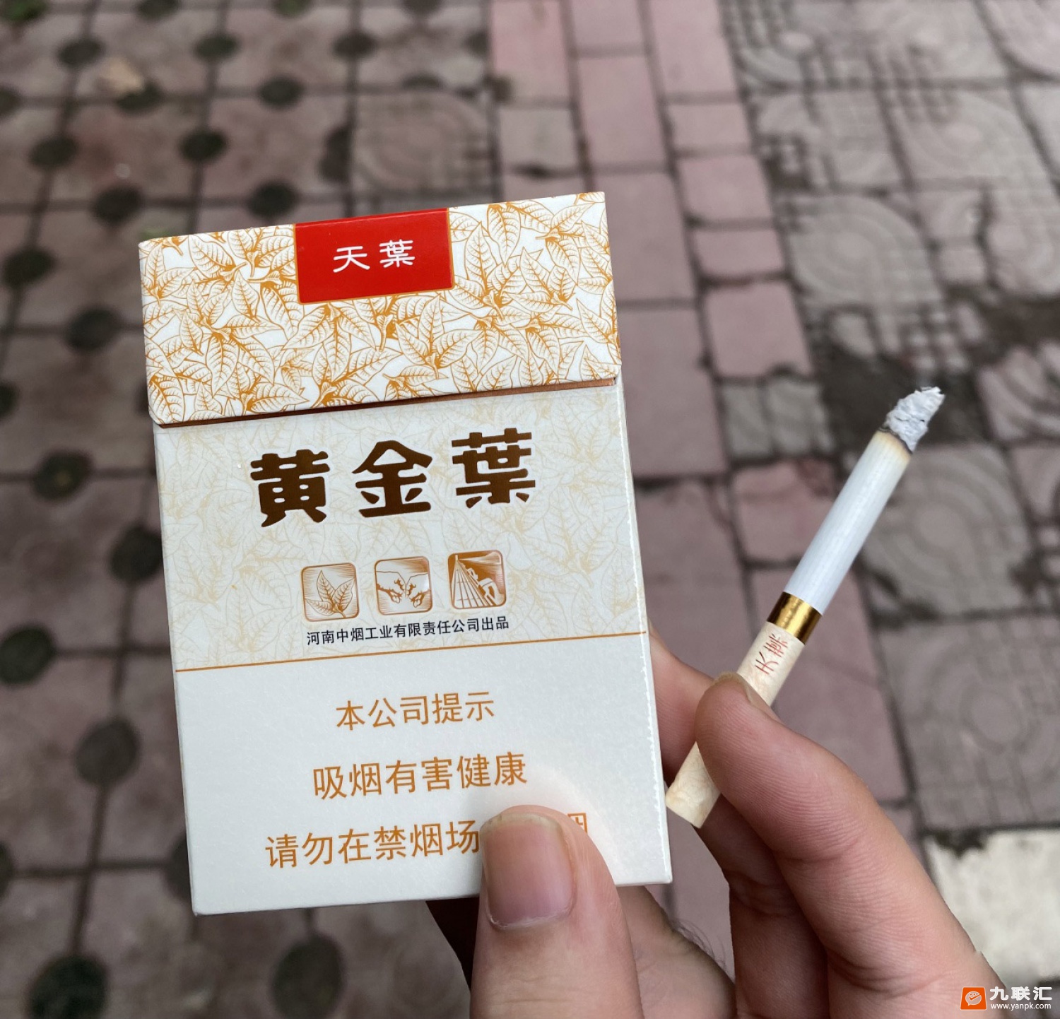 黄金叶(天叶中支)相册 95666_42904