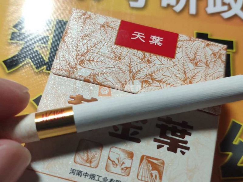 黄金叶(天叶)相册 290_79419