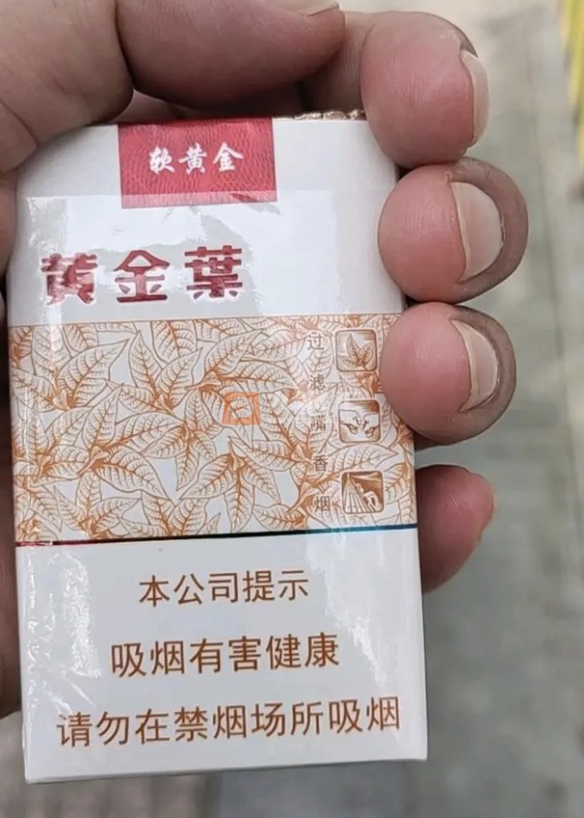 黄金叶(软黄金)相册 12238_46853