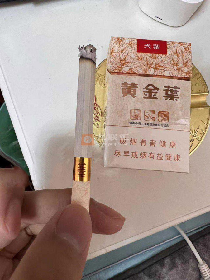 黄金叶(天叶)相册 290_89653