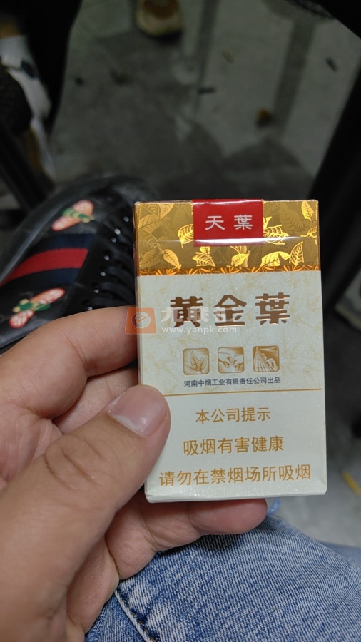 黄金叶(软天叶)相册 106395_79625