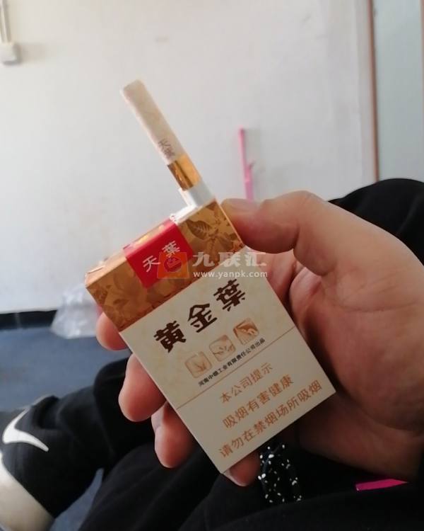 黄金叶(软天叶)相册 106395_79628