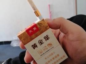 黄金叶(软天叶)相册 