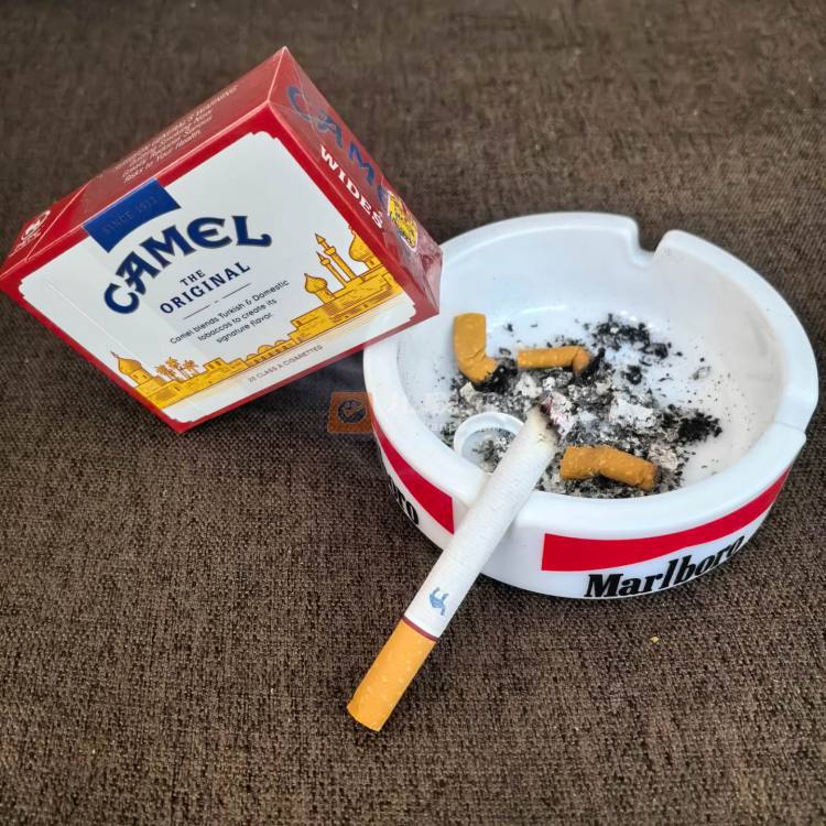 骆驼(硬黄宽版美税)相册 101504_12581