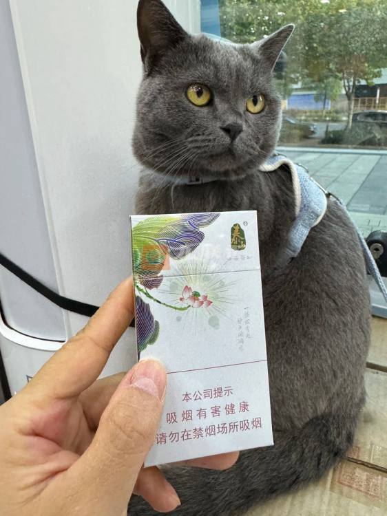 泰山(茉莉香韵)相册 93954_25562