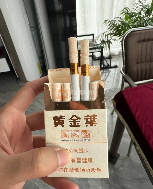 黄金叶(天叶)相册 290_94160