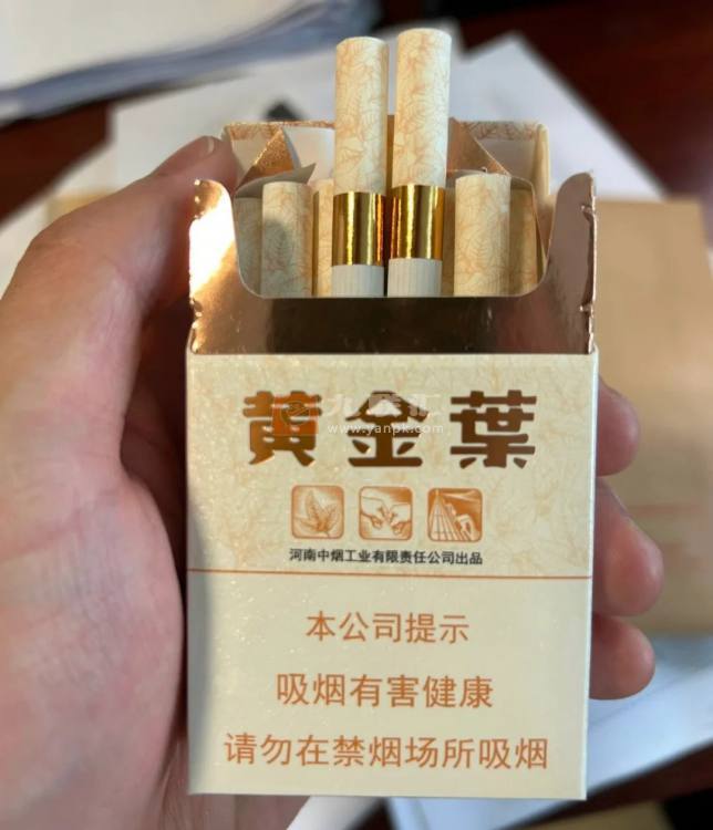 黄金叶(天叶)相册 290_92466