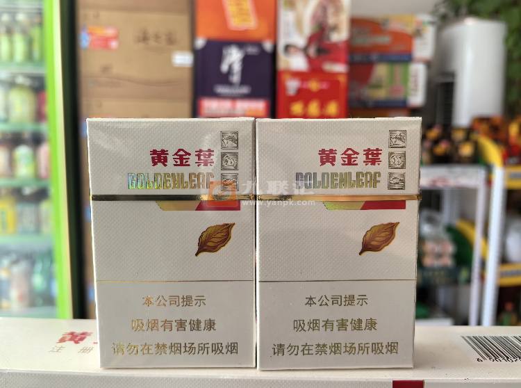 黄金叶金丝路相册 92605_50564