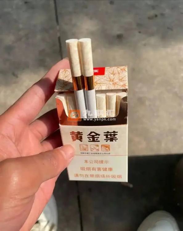 黄金叶(天叶)相册 290_46326