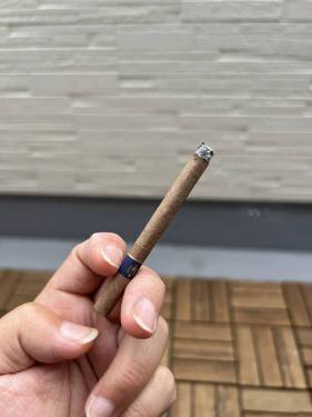 和平(小雪茄)