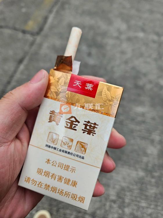 黄金叶(软天叶)相册 106395_24188