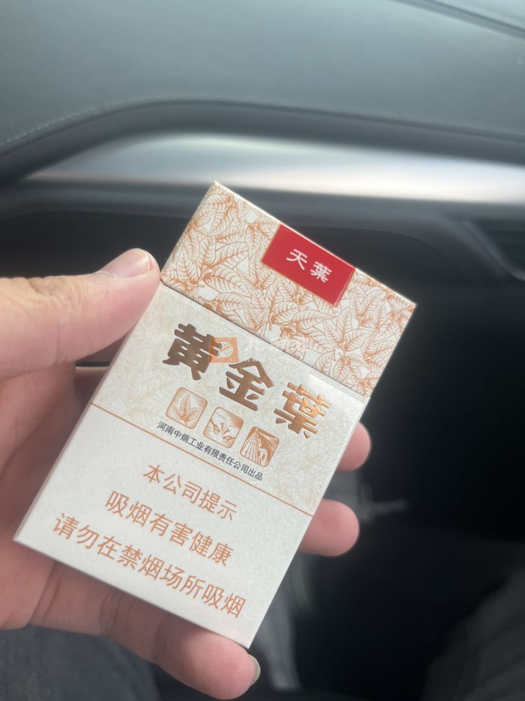 黄金叶(天叶)相册 290_52146