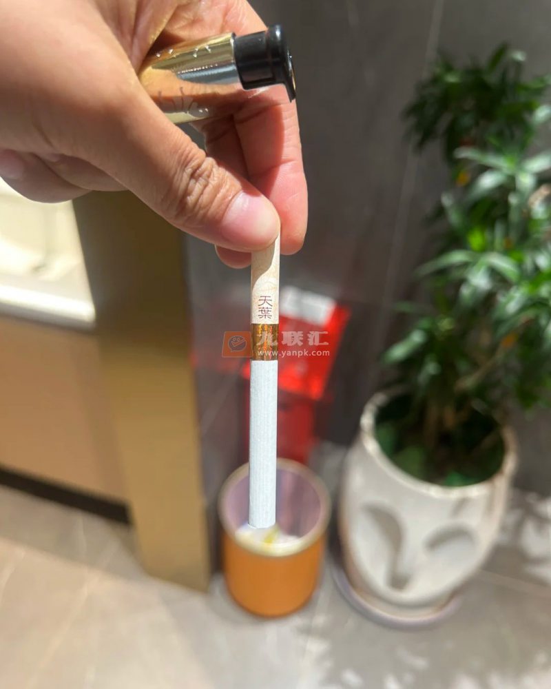 黄金叶(软天叶)相册 106395_94174