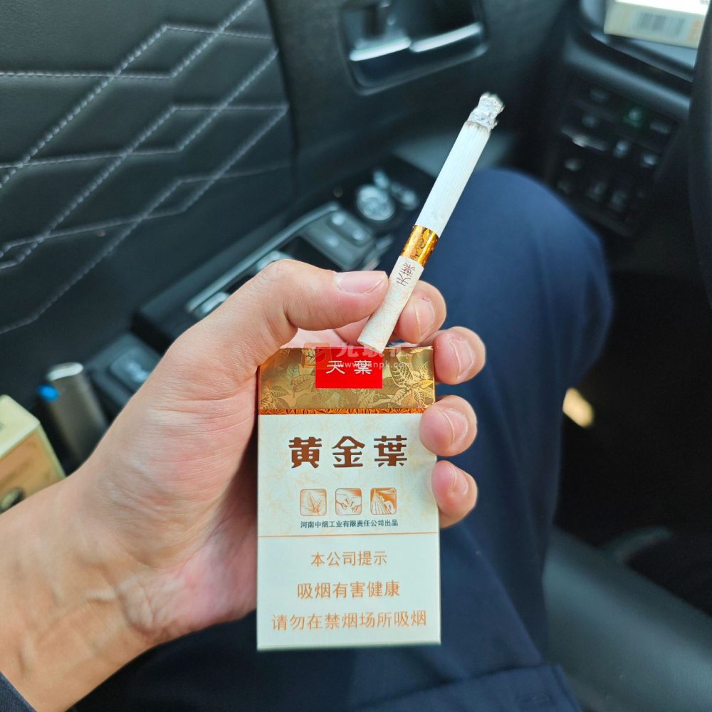 黄金叶(软天叶)相册 106395_91425