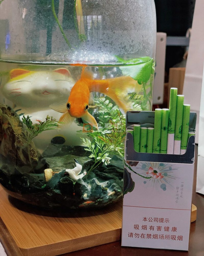 泰山(茉莉香韵)相册 93954_96473