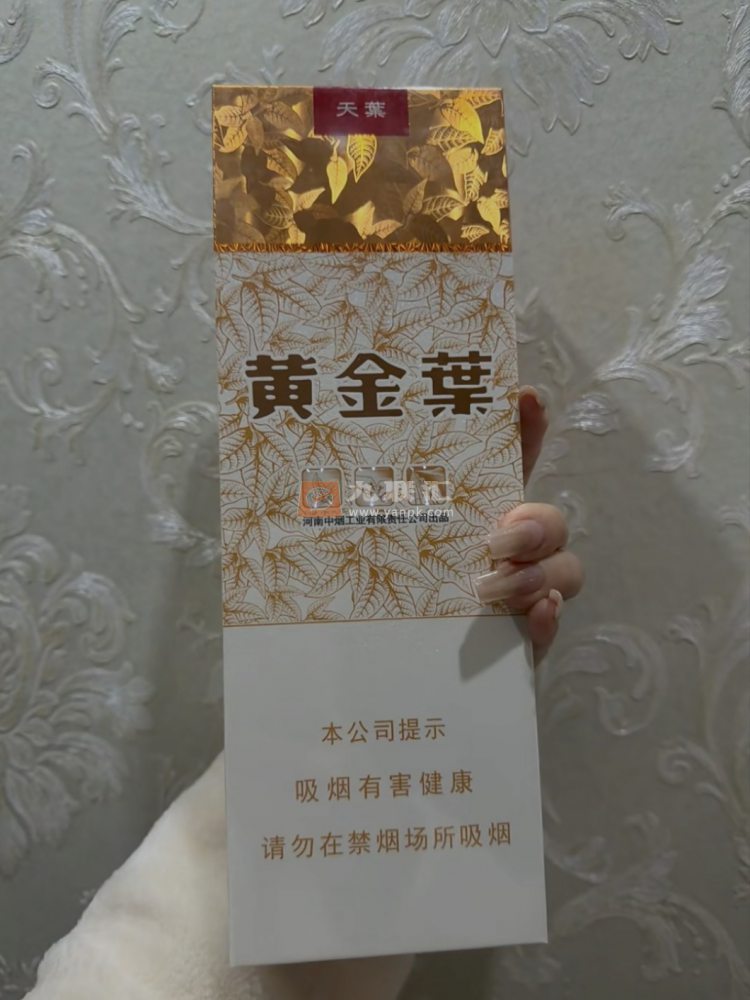 黄金叶(软天叶)